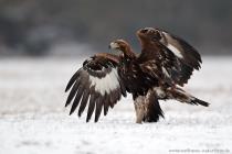 Steinadler